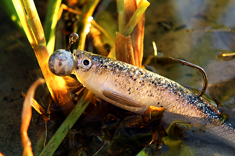 Shrap-Drakers.pl | Shrap Drakers Fishing | Wędkarstwo 