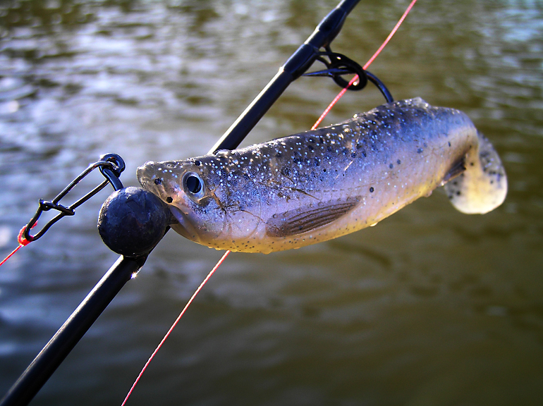 Shrap-Drakers.pl | Shrap Drakers Fishing | Wędkarstwo 