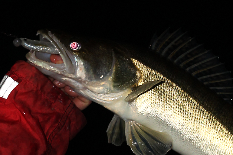 Shrap-Drakers.pl | Shrap Drakers Fishing | Wędkarstwo 