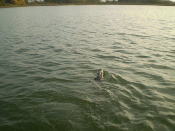 Shrap-Drakers.pl | Shrap Drakers Fishing | Wędkarstwo 