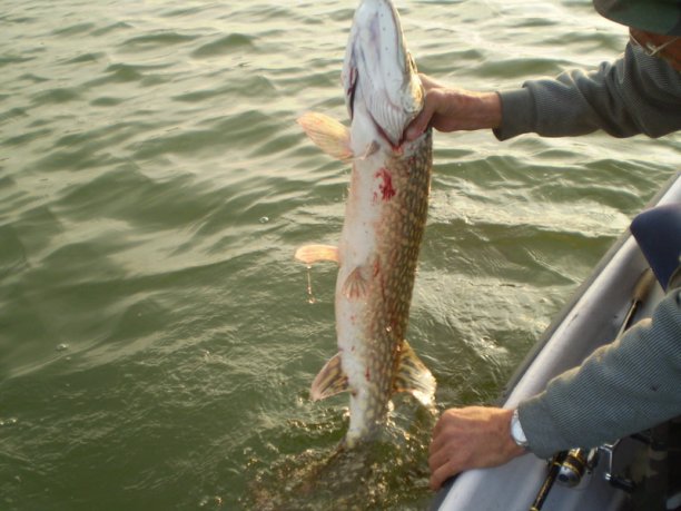 Shrap-Drakers.pl | Shrap Drakers Fishing | Wędkarstwo 