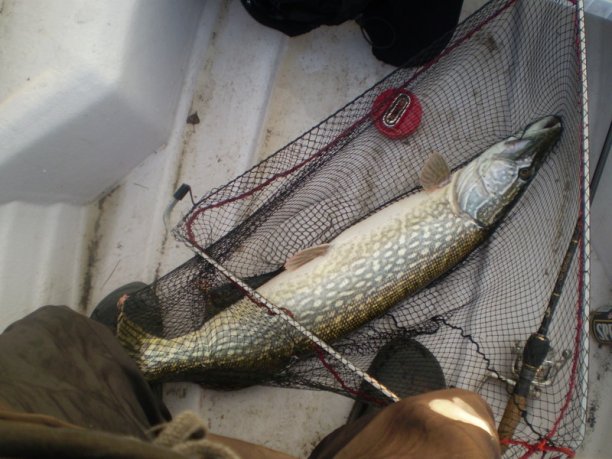 Shrap-Drakers.pl | Shrap Drakers Fishing | Wędkarstwo 