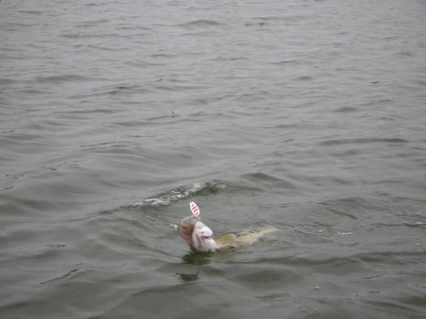 Shrap-Drakers.pl | Shrap Drakers Fishing | Wędkarstwo 