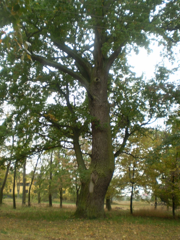 Shrap-Drakers.pl | Shrap Drakers Fishing | Wędkarstwo 