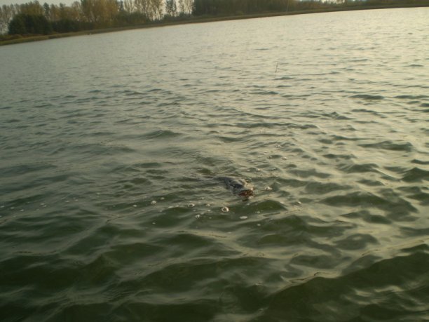 Shrap-Drakers.pl | Shrap Drakers Fishing | Wędkarstwo 