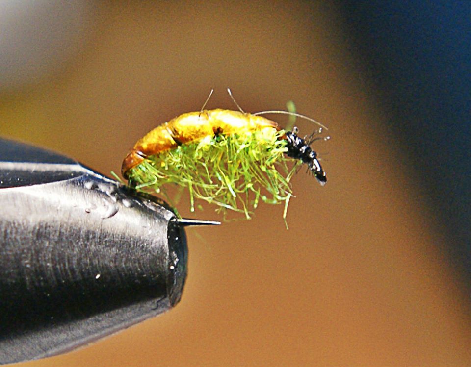 Shrap-Drakers.pl | Shrap Drakers Fishing | Wędkarstwo 