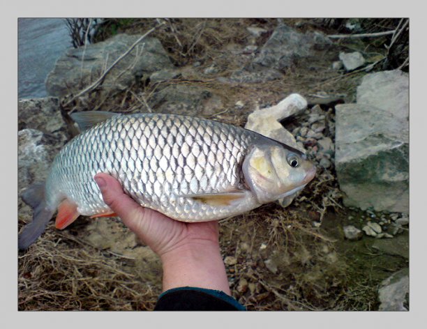 Shrap-Drakers.pl | Shrap Drakers Fishing | Wędkarstwo 