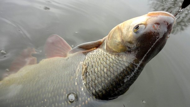 Shrap-Drakers.pl | Shrap Drakers Fishing | Wędkarstwo 