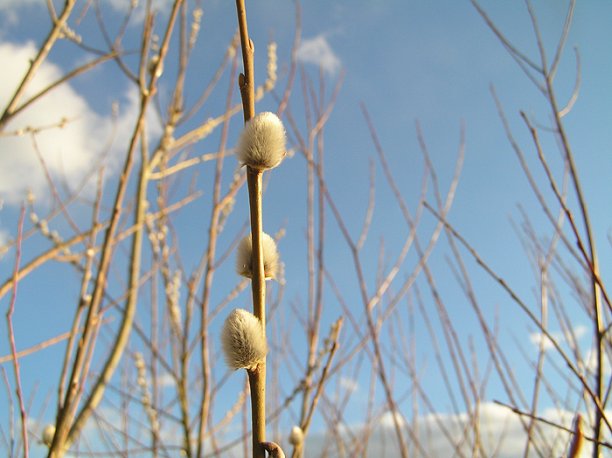 Shrap-Drakers.pl | Shrap Drakers Fishing | Wędkarstwo 