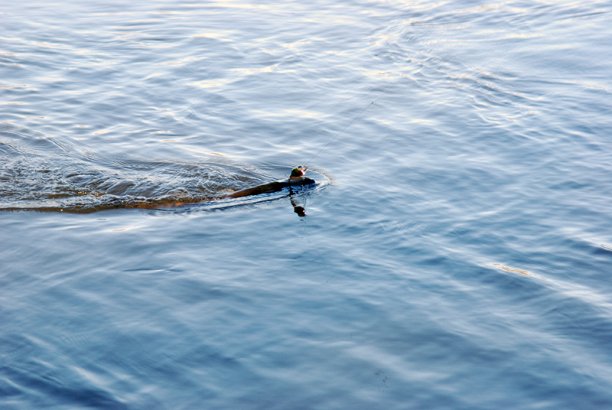 Shrap-Drakers.pl | Shrap Drakers Fishing | Wędkarstwo 