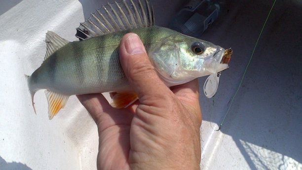 Shrap-Drakers.pl | Shrap Drakers Fishing | Wędkarstwo 