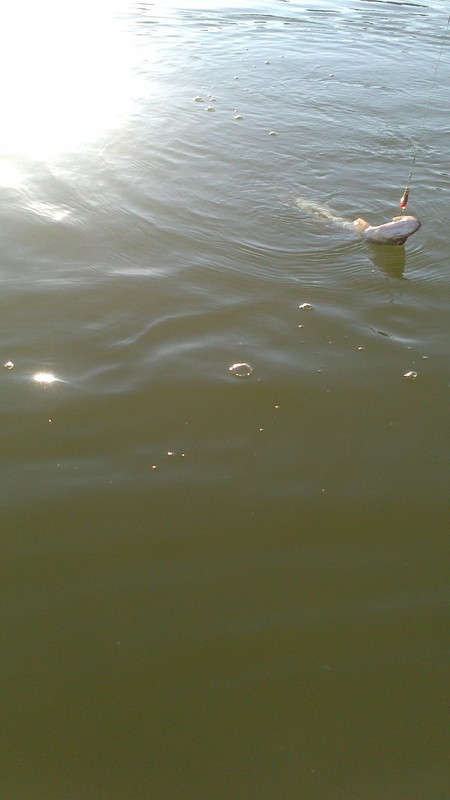 Shrap-Drakers.pl | Shrap Drakers Fishing | Wędkarstwo 