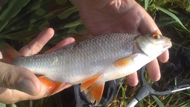 Shrap-Drakers.pl | Shrap Drakers Fishing | Wędkarstwo 