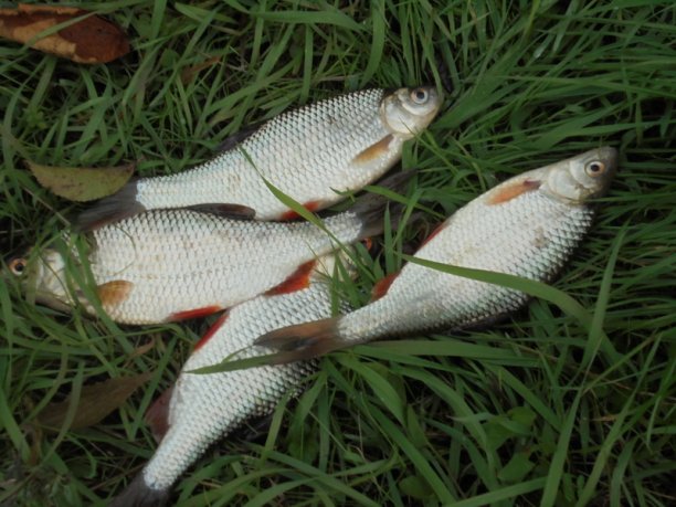 Shrap-Drakers.pl | Shrap Drakers Fishing | Wędkarstwo 