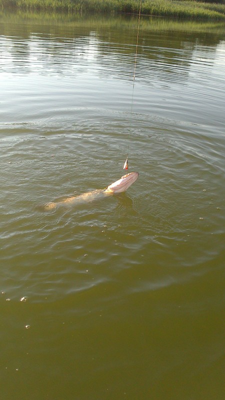 Shrap-Drakers.pl | Shrap Drakers Fishing | Wędkarstwo 