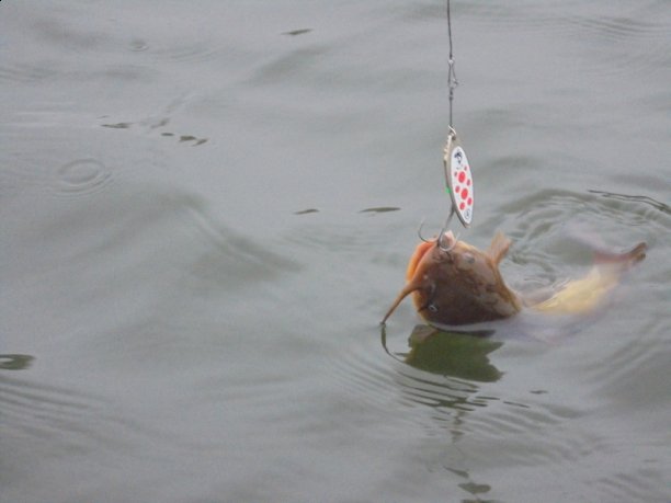 Shrap-Drakers.pl | Shrap Drakers Fishing | Wędkarstwo 