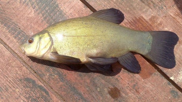 Shrap-Drakers.pl | Shrap Drakers Fishing | Wędkarstwo 