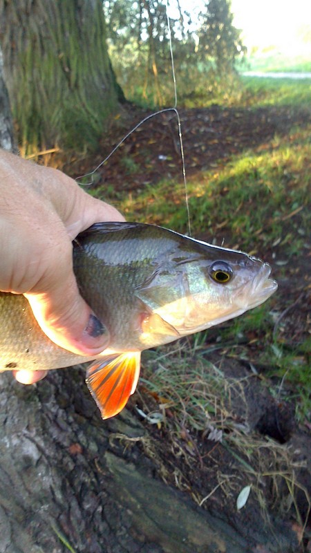 Shrap-Drakers.pl | Shrap Drakers Fishing | Wędkarstwo 