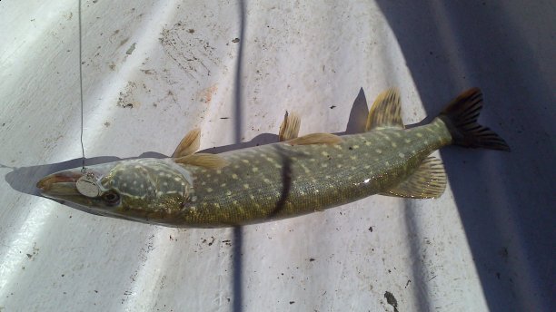 Shrap-Drakers.pl | Shrap Drakers Fishing | Wędkarstwo 