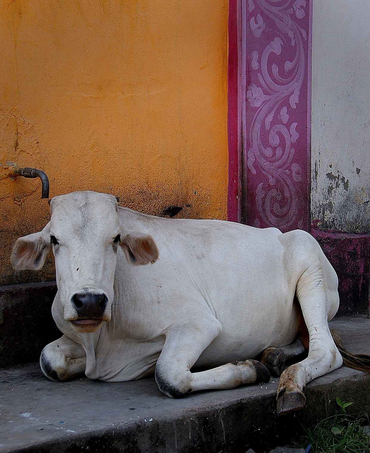 Shrap-Drakers.pl | Shrap Drakers Fishing | Wędkarstwo 