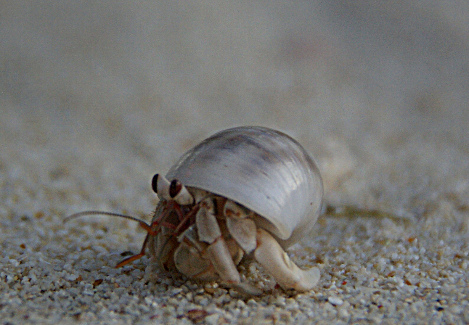 Shrap-Drakers.pl | Shrap Drakers Fishing | Wędkarstwo 