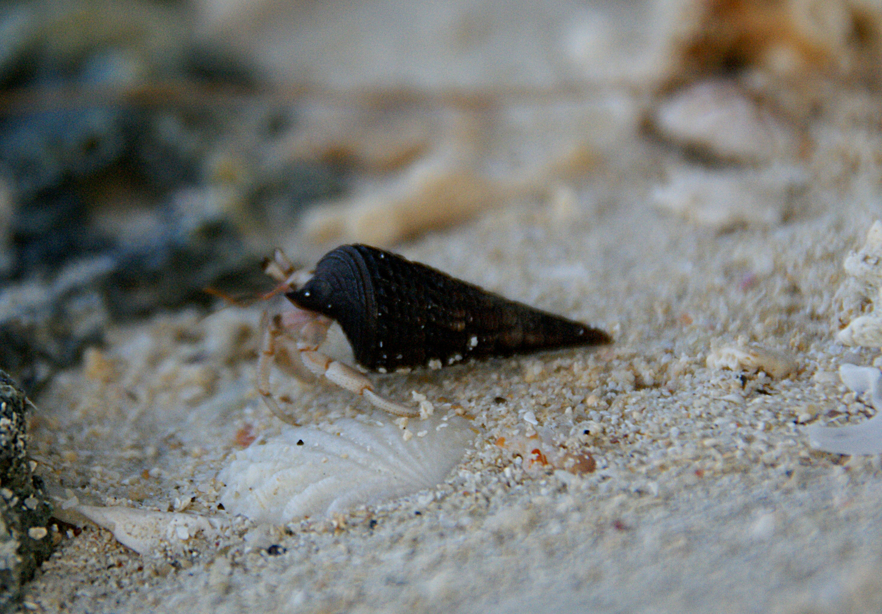 Shrap-Drakers.pl | Shrap Drakers Fishing | Wędkarstwo 