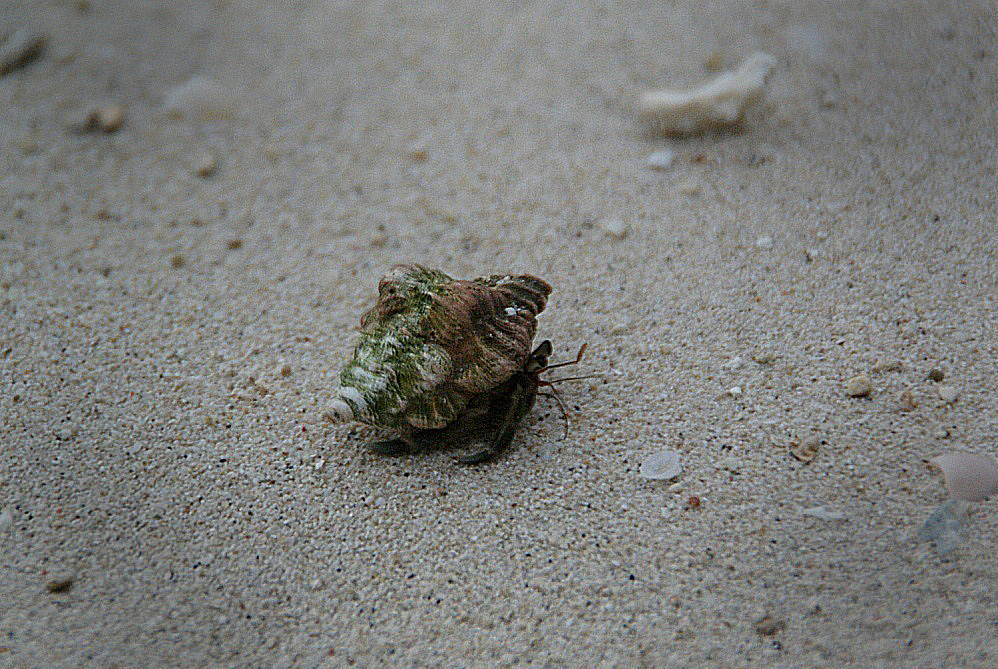 Shrap-Drakers.pl | Shrap Drakers Fishing | Wędkarstwo 