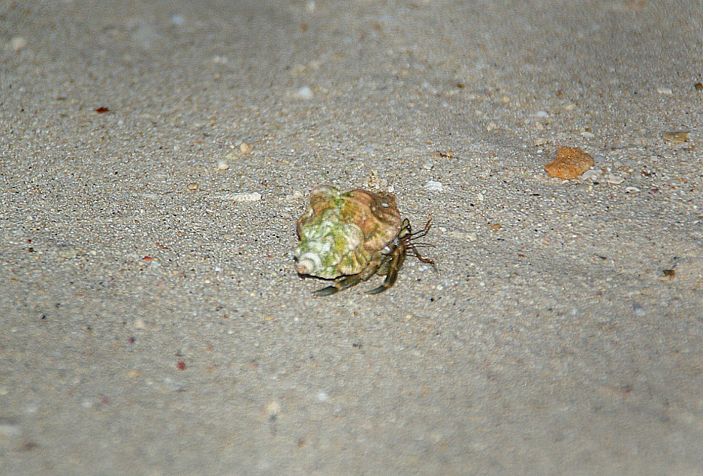 Shrap-Drakers.pl | Shrap Drakers Fishing | Wędkarstwo 