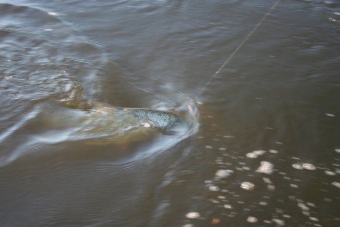 Shrap-Drakers.pl | Shrap Drakers Fishing | Wędkarstwo 