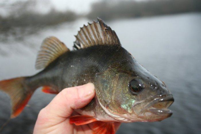 Shrap-Drakers.pl | Shrap Drakers Fishing | Wędkarstwo 