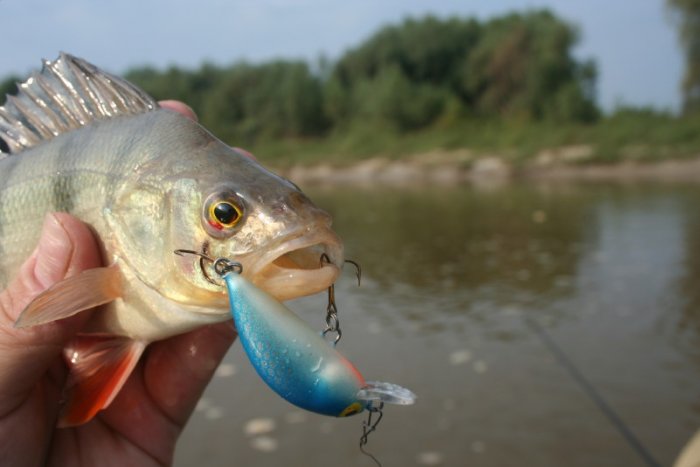 Shrap-Drakers.pl | Shrap Drakers Fishing | Wędkarstwo 