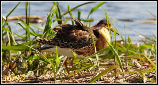Shrap-Drakers.pl | Shrap Drakers Fishing | Wędkarstwo 