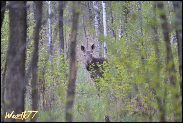 Shrap-Drakers.pl | Shrap Drakers Fishing | Wędkarstwo 