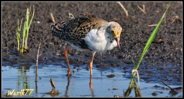 Shrap-Drakers.pl | Shrap Drakers Fishing | Wędkarstwo 