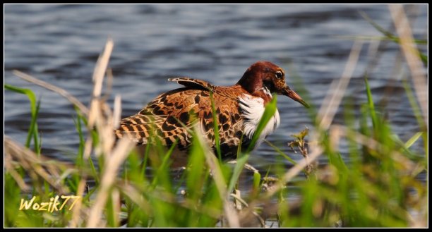 Shrap-Drakers.pl | Shrap Drakers Fishing | Wędkarstwo 
