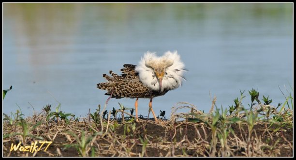 Shrap-Drakers.pl | Shrap Drakers Fishing | Wędkarstwo 