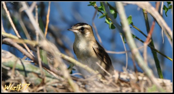 Shrap-Drakers.pl | Shrap Drakers Fishing | Wędkarstwo 