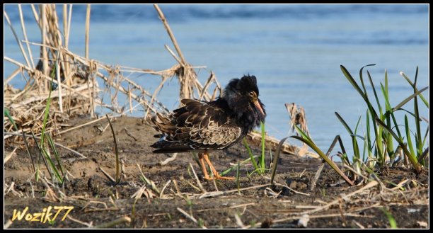 Shrap-Drakers.pl | Shrap Drakers Fishing | Wędkarstwo 