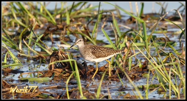 Shrap-Drakers.pl | Shrap Drakers Fishing | Wędkarstwo 