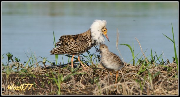 Shrap-Drakers.pl | Shrap Drakers Fishing | Wędkarstwo 