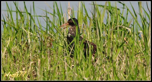 Shrap-Drakers.pl | Shrap Drakers Fishing | Wędkarstwo 