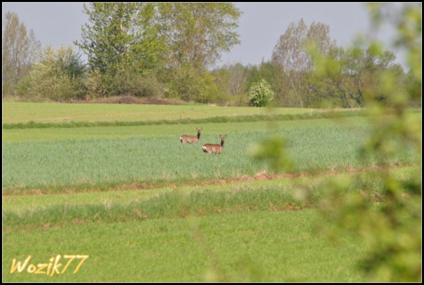 Shrap-Drakers.pl | Shrap Drakers Fishing | Wędkarstwo 