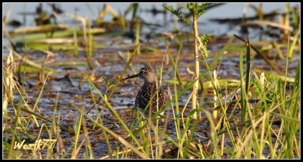 Shrap-Drakers.pl | Shrap Drakers Fishing | Wędkarstwo 