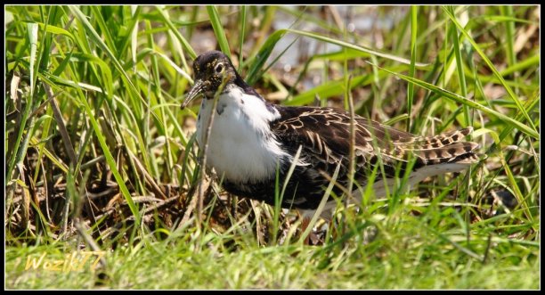 Shrap-Drakers.pl | Shrap Drakers Fishing | Wędkarstwo 
