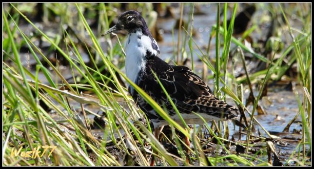 Shrap-Drakers.pl | Shrap Drakers Fishing | Wędkarstwo 