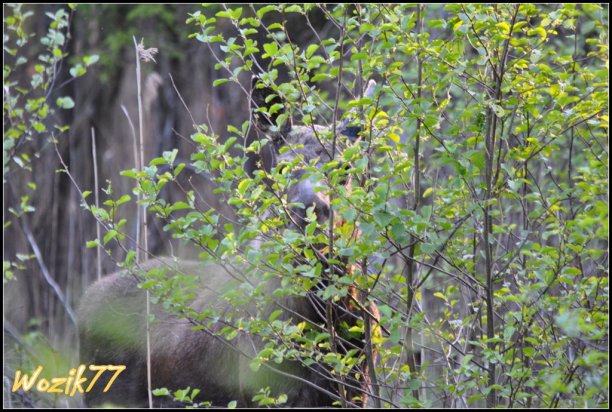 Shrap-Drakers.pl | Shrap Drakers Fishing | Wędkarstwo 