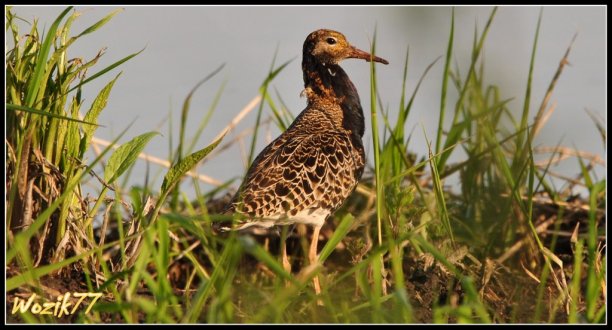 Shrap-Drakers.pl | Shrap Drakers Fishing | Wędkarstwo 