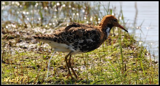 Shrap-Drakers.pl | Shrap Drakers Fishing | Wędkarstwo 