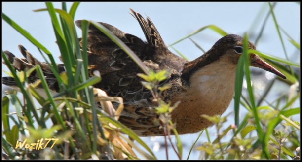 Shrap-Drakers.pl | Shrap Drakers Fishing | Wędkarstwo 