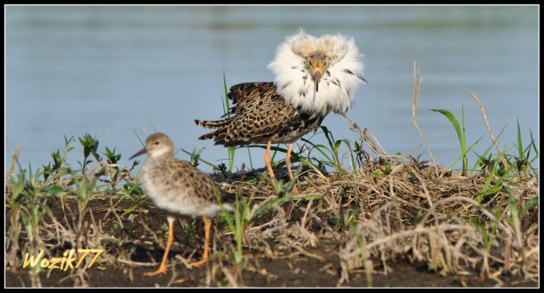 Shrap-Drakers.pl | Shrap Drakers Fishing | Wędkarstwo 